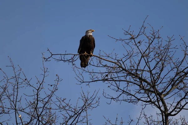 Solitary Bald Eagle Perched Tree Looking Food — Stock Photo, Image