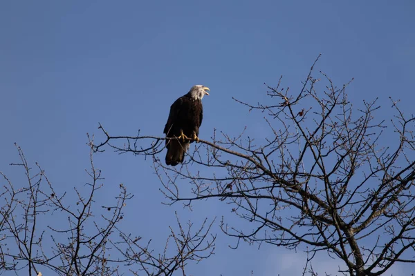 Solitario Águila Calva Posada Árbol Buscando Comida — Foto de Stock