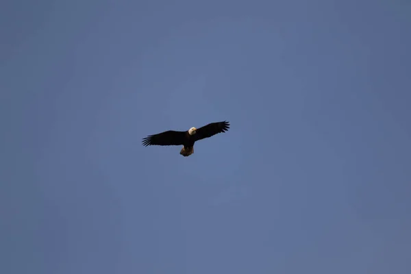 Uma Águia Careca Solitária Voando Alto Procura Comida — Fotografia de Stock