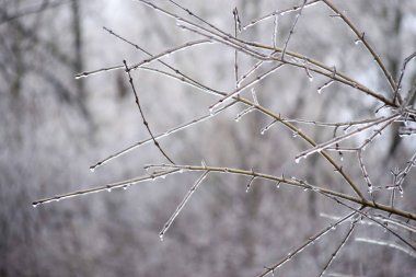 Frozen branches close up. Winter background. Transparent ice on frozen tree branche. first frosts, cold weather, frozen water, frost and hoarfrost. Macro shot. Early winter . Blurred background.