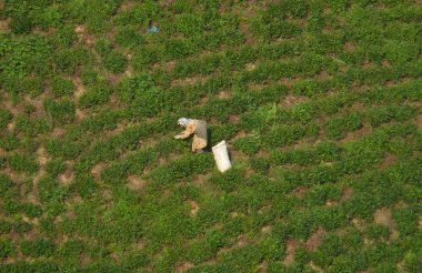 Tea pickers working on tea plantation. Scenic rows of tea bushes and a rural woman worker are visible in the image: Iran, Gilan, Lahijan clipart