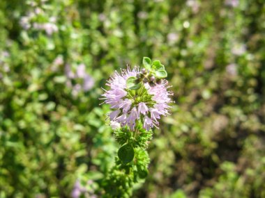  Pennyroyal Mentha pulegium dağ nane. Bulanık bir arka plan üzerinde tıbbi bitki yakın çekim. Üst te. Vahşi bitki güneşli bir yaz gününde bir çayırda yetişir. 