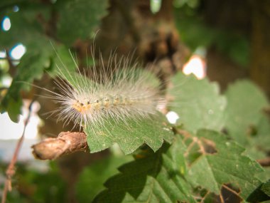 Tarlada yeşil bir yaprak üzerinde kıllar ile haşere bitkilerin Closeup. Tarımsal zararlılar. Yaz aylarında ağaç yaprağı üzerinde kabarık solucan.