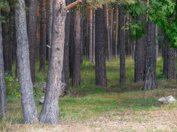 Chelyabinsk Rusia 2019 Troncos Árboles Bosque Pinos Verano Tronco Árboles —  Fotos de Stock
