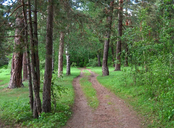 Chelyabinsk Rússia 2019 Atravesse Estrada Terra Através Dos Pinheiros Exuberantes — Fotografia de Stock