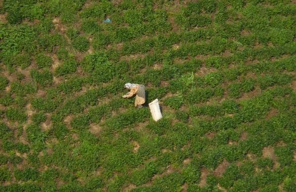 Tea Pickers Working Tea Plantation Scenic Rows Tea Bushes Rural — Stock Photo, Image