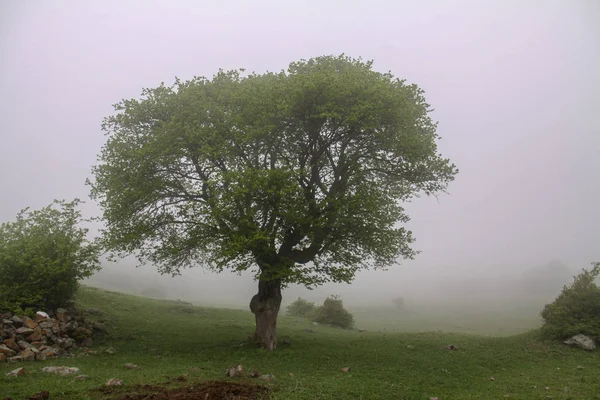 Βουνό Στην Ομίχλη Ομίχλη Και Δέντρο Ιράν Gilan Εξάνθημα — Φωτογραφία Αρχείου