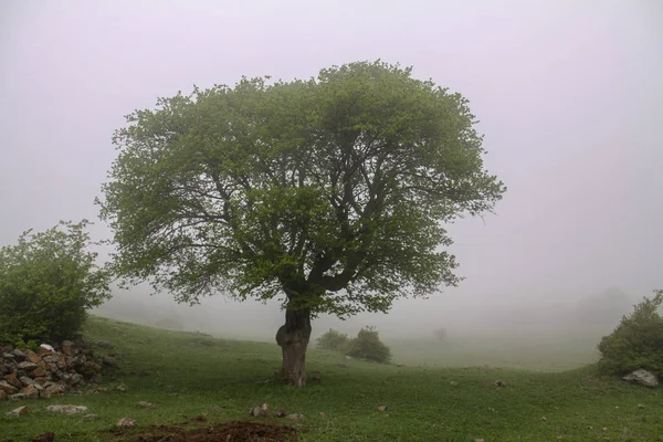 Berg Bei Nebel Nebel Und Baumiran Golan Ausschlag — Stockfoto