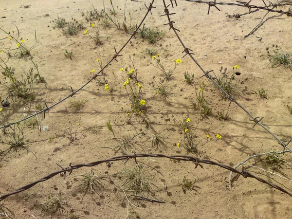 Spring flowers along with barbed wire. Wild yellow flowers and barbed wire. Shadow of barbed wires on spring flowers in march. Living next to the barbed wire. Starting the spring next to the barbed wire