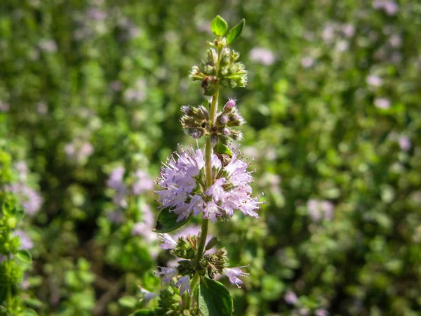 Pennyroyal Mentha Pulegium Wild Mint Closeup Medicinal Plant Blurred Background — Stock Photo, Image