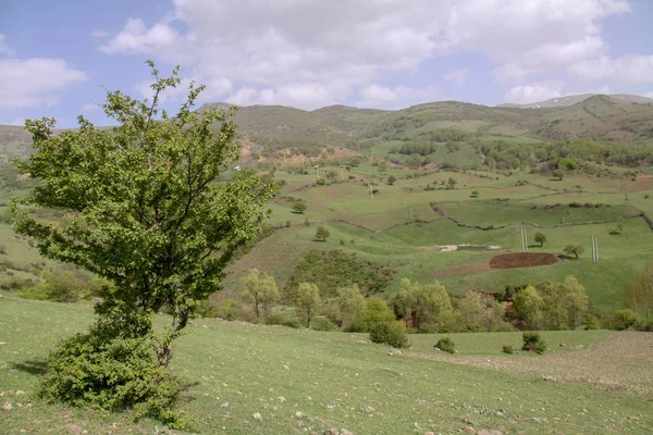 Árbol Hermosa Llanura Irán Gilan — Foto de Stock