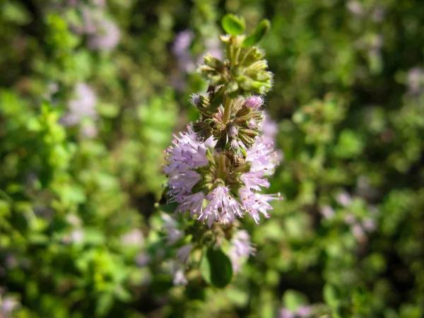 Mentha Pulegium Pennyroyal Mountain Mint Closeup Medicinal Plant Blurred Background — Stock Photo, Image