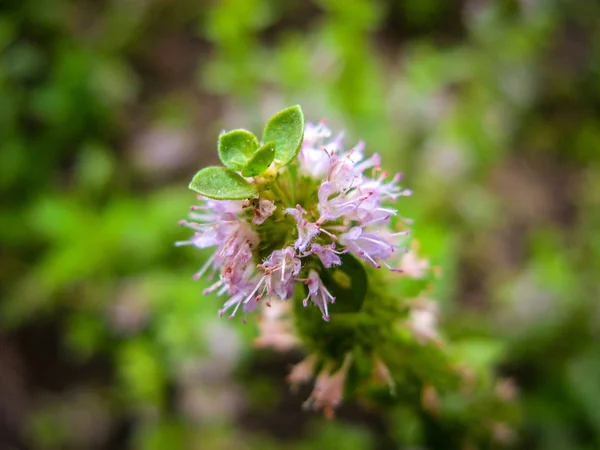 Pennyroyal Mentha Pulegium Mountain Mint Closeup Medicinal Plant Blurred Background Stock Image