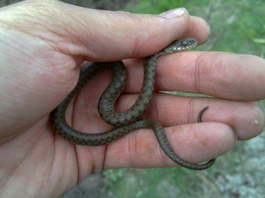 A snake on hand, Iran, Gilan, Rasht clipart