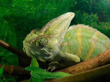 Sevimli Yeşil Bukalemun Rusya,Chelyabinsk