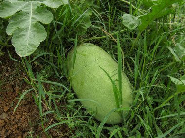 Sahada büyük yeşil karpuz. Bahçede olgun karpuz. Bir karpuzun yakın çekim alanında yetişir. Yaz aylarında tarımsal karpuz tarlası