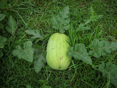 Bahçede yeşil karpuz olgunlaşması. Yeşil arka planlı bir karpuz tarlasında yetişir. Yaz aylarında tarımsal karpuz tarlası.