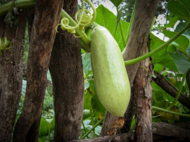 Butternut kabak veya Butternut kabak veya Gramma kış kabak yaz günü yerel bahçede şube.
