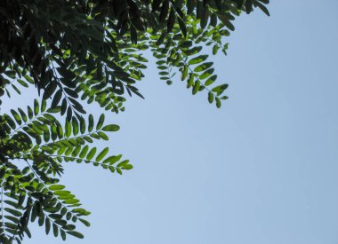 Yeşil gleditsia mavi gökyüzü bırakır. Mavi gökyüzü arka plan ile Gleditsia ağaç dalı. Yaz aylarında Gleditsia triacanthos. Fabaceae ailesi. Acacia. Başlık. Metin. 