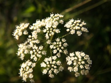 Su Hemlock (Konyum maculatum) yaban çiçeği. Bulanık bir arka planda çayır üzerinde su Hemlock çiçekler closeup. 
