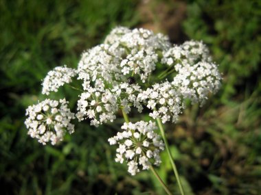Su Hemlock (Konyum maculatum) yaban çiçeği. Bulanık bir arka planda çayır üzerinde su Hemlock çiçekler closeup. 