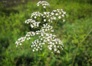 Yeşil arka planda beyaz vahşi Cicuta virosa çiçek. Yaz aylarında küçük beyaz çiçekler ile Hemlock şube. Ölümcül bitki closeup.
