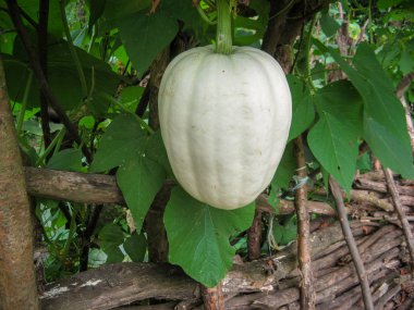 Butternut kabak veya Butternut kabak veya Gramma kış kabak yaz günü yerel bahçede şube.