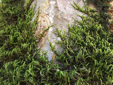 Close up of Moss on tree trunk. Green moss on tree bark.