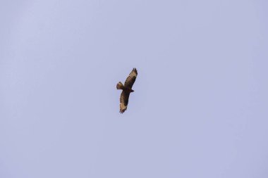 Şahin berrak bir Mavi Gökyüzü'nde uçuyor. Şahin kuş yırtıcı. Metin için yeri olan kahverengi bir şahin. Aşağı görünüm. Mavi arka plan.