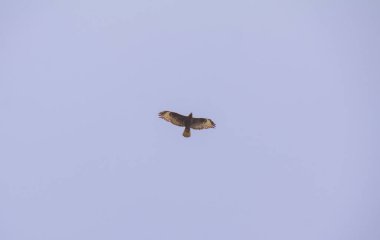 Şahin berrak bir Mavi Gökyüzü'nde uçuyor. Şahin kuş yırtıcı. Metin için yeri olan kahverengi bir şahin. Aşağı görünüm. Mavi arka plan. 