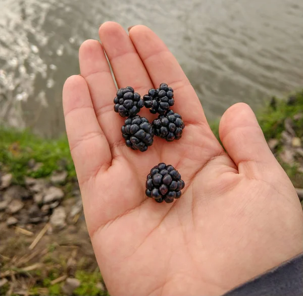 Gros Plan Mûres Naturelles Rubus Fruticsos Sous Main Douce Mûre — Photo