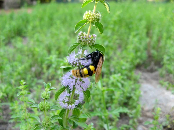 Pennyroyal Mentha Pulegium Дикая Пчела Пчела Сидит Фиолетовом Цветке Мента — стоковое фото