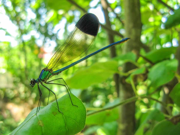 Une Libellule Colorée Sur Plante Gros Plan Une Libellule Odonata — Photo