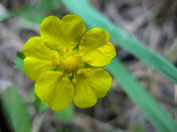 Primer Plano Flor Yellow Wild Con Fondo Borroso Flor Silvestre — Foto de Stock