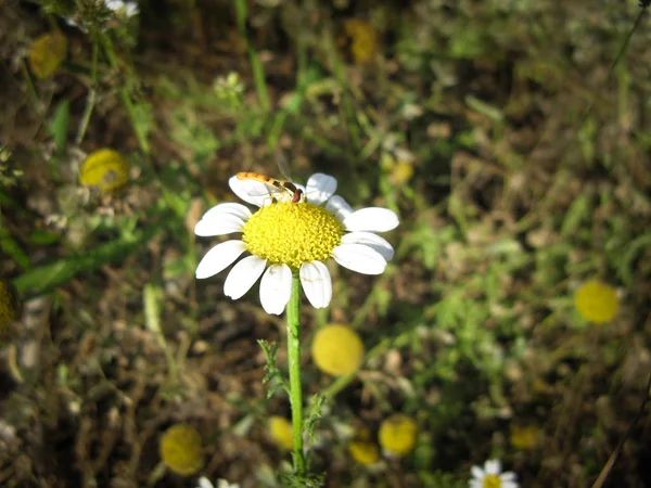 Wild Chamomile Flower Meadow Spring Daisy Flower Close Chamomile Flower — Stock Photo, Image