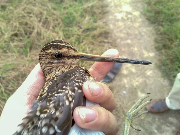 Foto Van Interessante Vogel Iran Gilan Rasht — Stockfoto