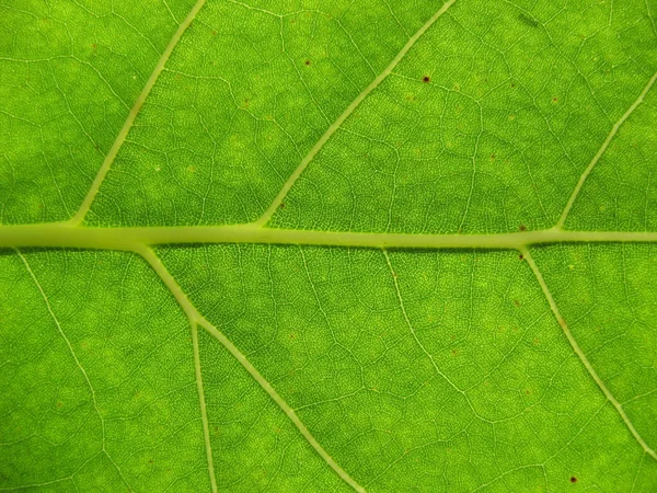 緑色のリーフ テクスチャクローズアップ背景 緑の葉の自然 葉のデザイン 葉の表面 抽象的な新鮮な生の葉のクローズアップ リーフの背景 デザインの背景 — ストック写真