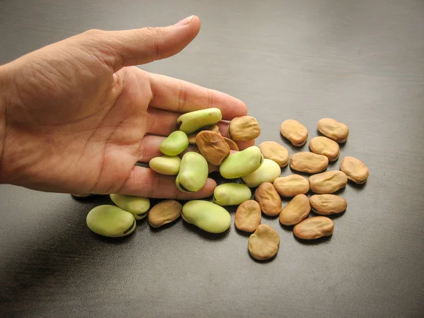 dry broad bean seeds in fresh green broad bean pod on fingers with wooden table background. Dry broad bean seeds in hand with dark background