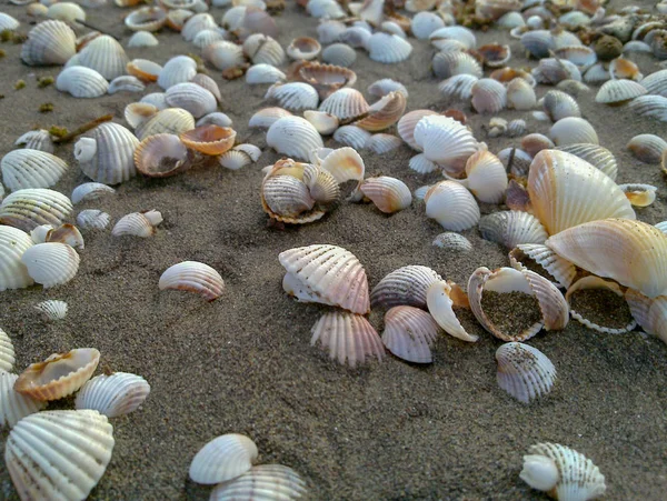 Sea Shells Formano Sentiero Sulla Sabbia Presso Spiaggia Del Mar — Foto Stock