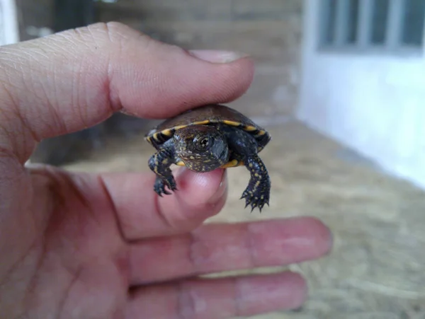 Een Schildpad Bij Hand Iran Gilan Huiduitslag — Stockfoto