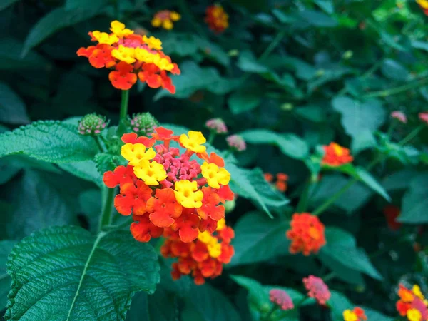 夏の庭でベルベナの花を閉じます 美しい2色の花の茂み サイドフラワー — ストック写真