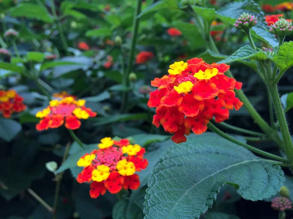 夏の庭でベルベナの花を閉じます 美しい2色の花の茂み サイドフラワー — ストック写真