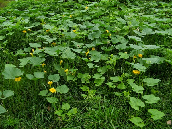 Sütőtök Sárga Virág Növény Bokrok Zöld Levelek Háttérben Tök Sárga — Stock Fotó