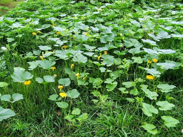 Tök Sárga Virág Növény Bokrok Zöld Levelek Squash Sárga Virág — Stock Fotó