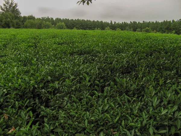 Green tea plantation in gilan Iran. Beautiful tea field with cloudy sky and jungle background. Closeup of fresh tea leaves in a tea farm.