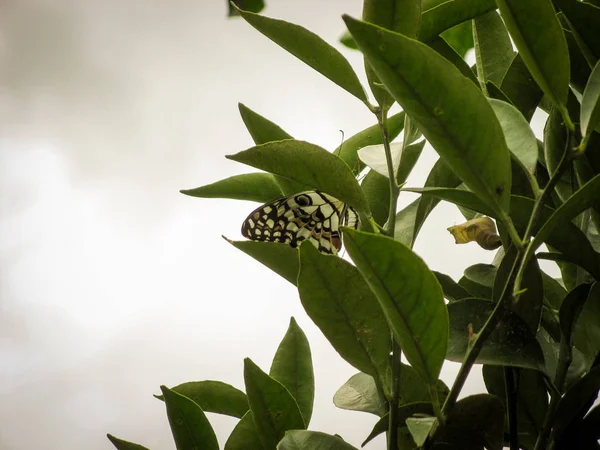 Schmetterling Auf Dem Blatt Bildecke Mit Platz Für Text Baumblatt — Stockfoto