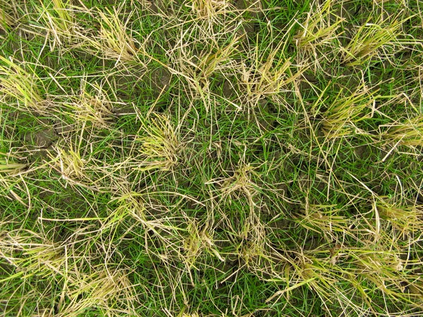 Reisstroh Auf Dem Reisfeld Kurz Nach Der Ernte Reisbauernhof Zur — Stockfoto