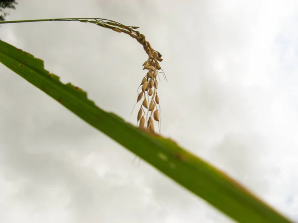 Rice grain yellow gold color field. Ripe ears of rice with blurred background of the field. Rice cereal in paddy close up. Macro