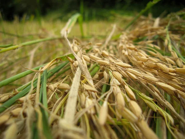 Campo Color Oro Amarillo Grano Arroz Hojas Maduras Arroz Con — Foto de Stock