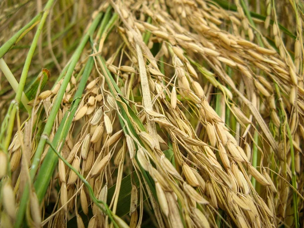 Rice grain yellow gold color field. Ripe ears of rice with blurred background of the field. Rice cereal in paddy close up. Macro